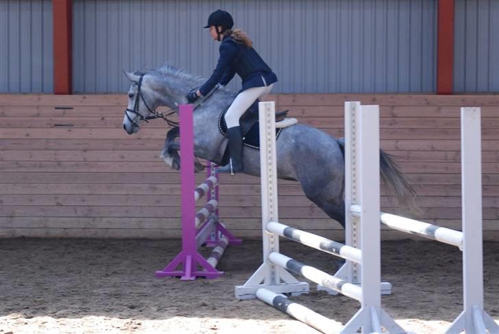 Anden særlig race Con Amor - hop. mark stævne billede 10
