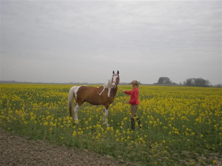 Pinto Pancho - Solgt <3 billede 5