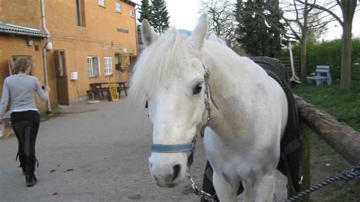 Connemara Banks Captain  - Foto: mig billede 3