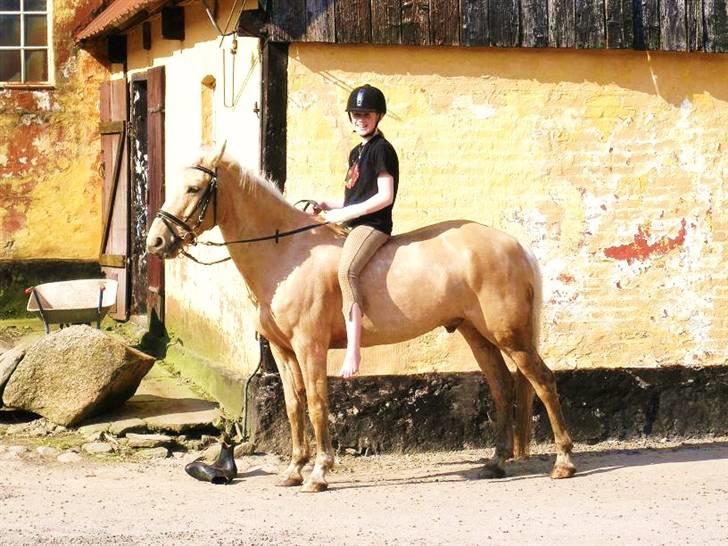 Palomino Bornhorse Pelle - hygge "soppe" i søen! billede 3