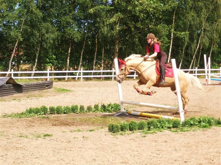 Palomino Bornhorse Pelle - "svære" spring undervisning :D billede 4