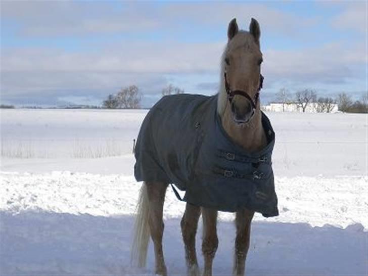 Palomino Bornhorse Pelle billede 5