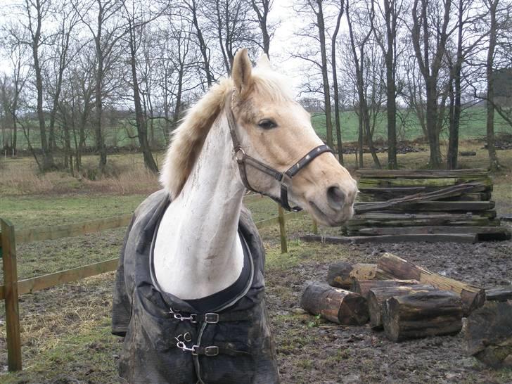 Palomino Bornhorse Pelle - havde lige fået ham. billede 6
