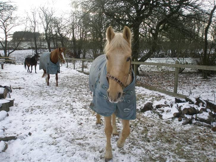 Palomino Bornhorse Pelle billede 7