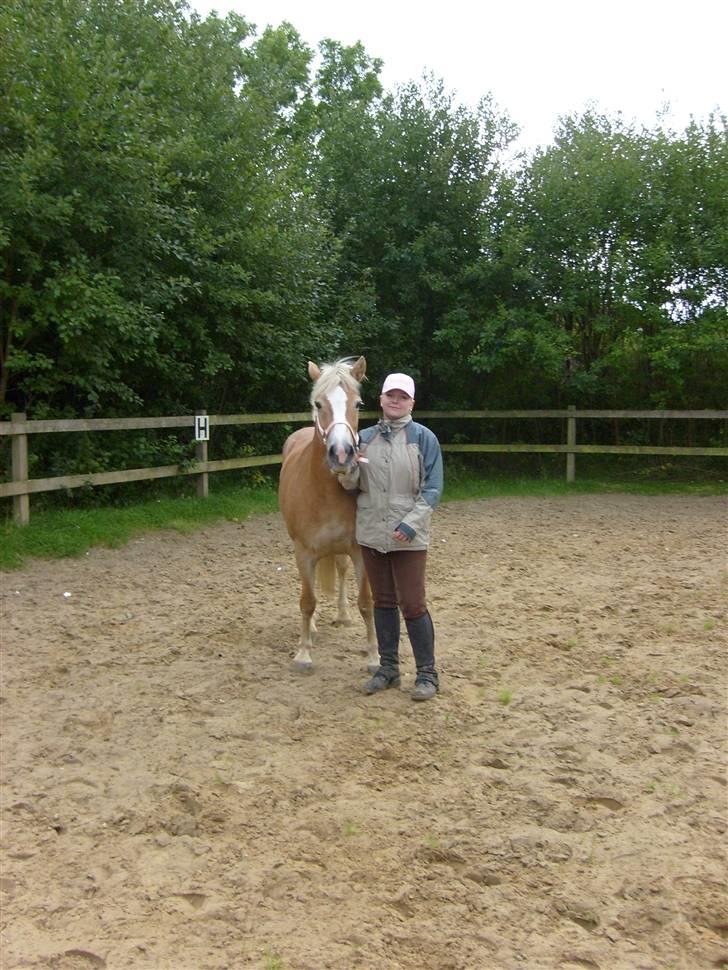Haflinger Cora *solgt* - velkommen til coras profil :) billede 1