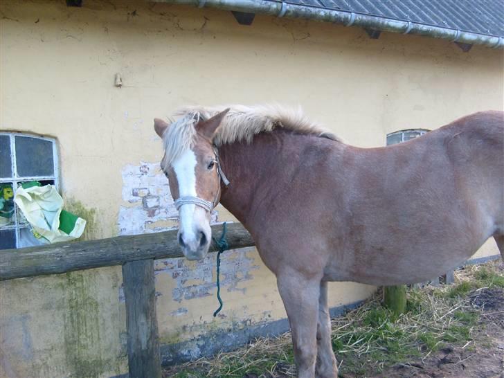 Haflinger Cora *solgt* - ja ja cora du har ret det skal passe til rytteren billede 2
