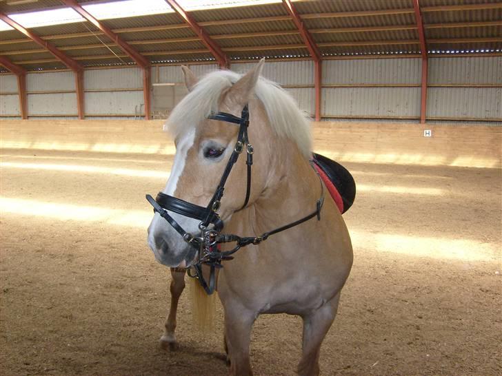Haflinger Cora *solgt* - første gang i hallen billede 4