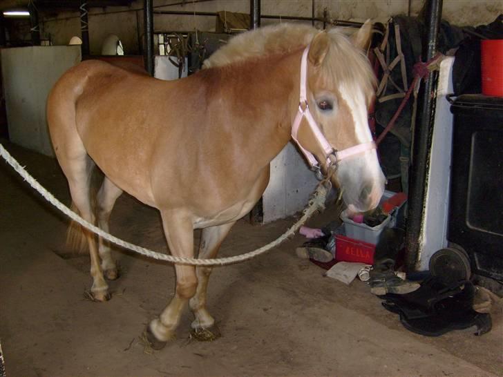 Haflinger Cora *solgt* - står og tripper lidt de kalder hende vinkekrabbe fordi hun tigger meget billede 5