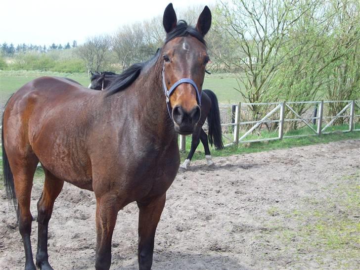 Traver **-<3Elli Star<3-** - hvad er det? :-) billede 10