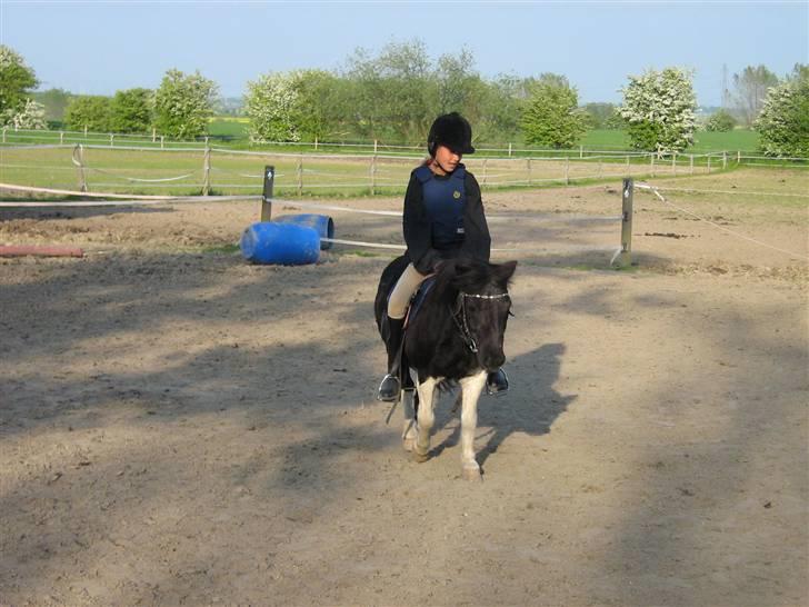 Shetlænder Nicolai R.I.P MISS YOU <3 billede 6