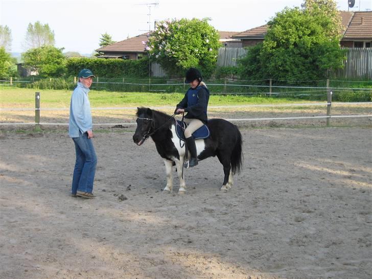 Shetlænder Nicolai R.I.P MISS YOU <3 billede 7