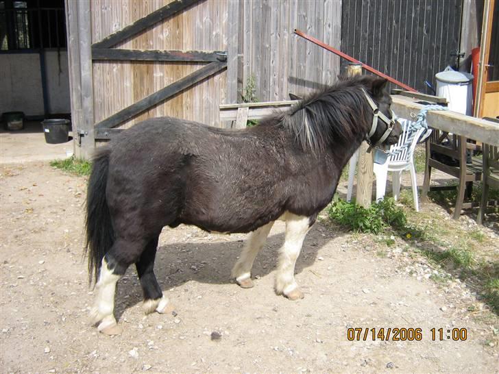 Shetlænder Nicolai R.I.P MISS YOU <3 billede 8