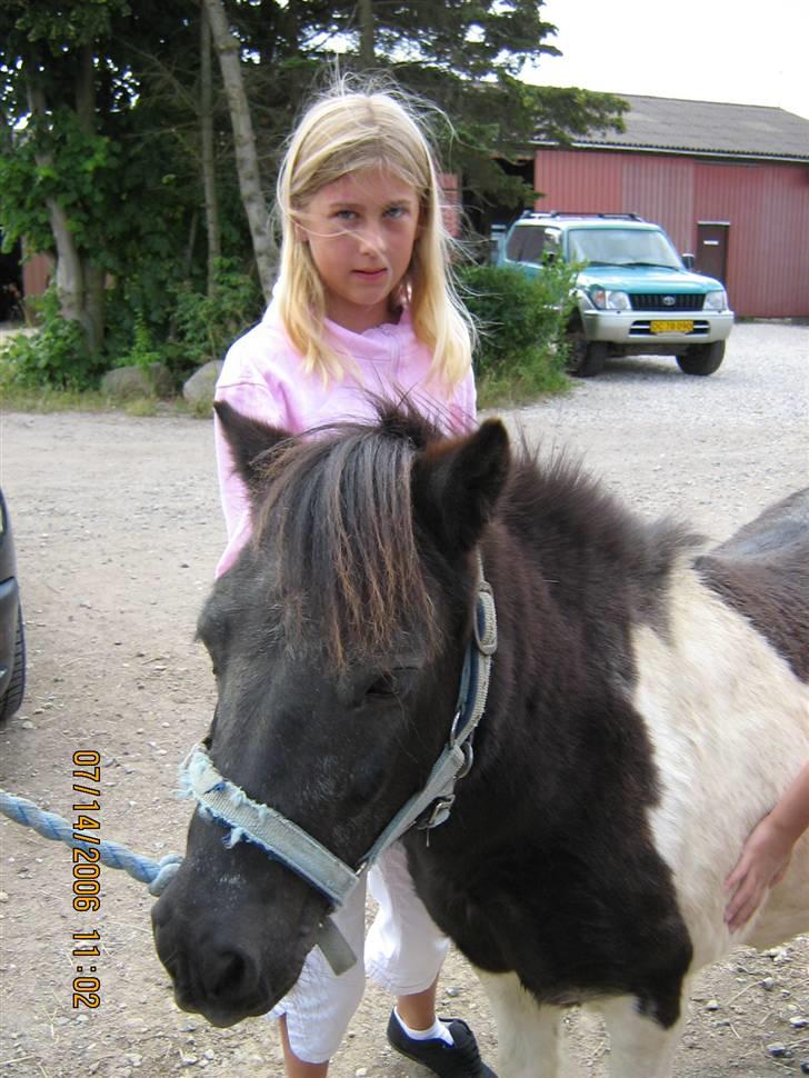 Shetlænder Nicolai R.I.P MISS YOU <3 billede 9