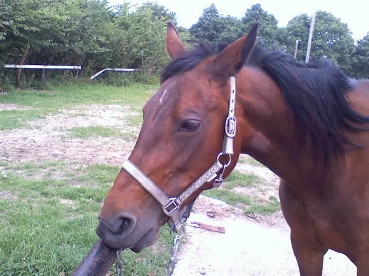 Traver **-<3Elli Star<3-** - NYT: gumle... gumle, gumle.... smask smask.... hmm mangler salt :-) billede 13