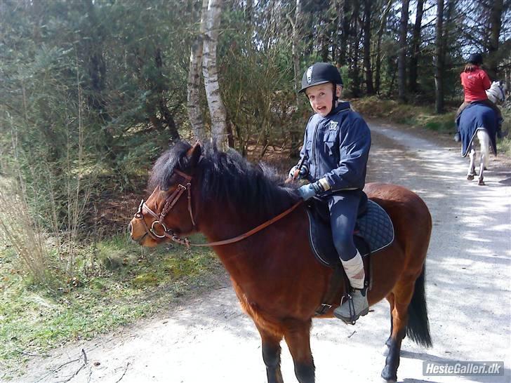 Anden særlig race Tyson<3* SOLGT <3* billede 2