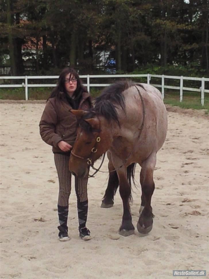 Anden særlig race Kampvogn *Har trænet* - NYT - hygge :) billede 1