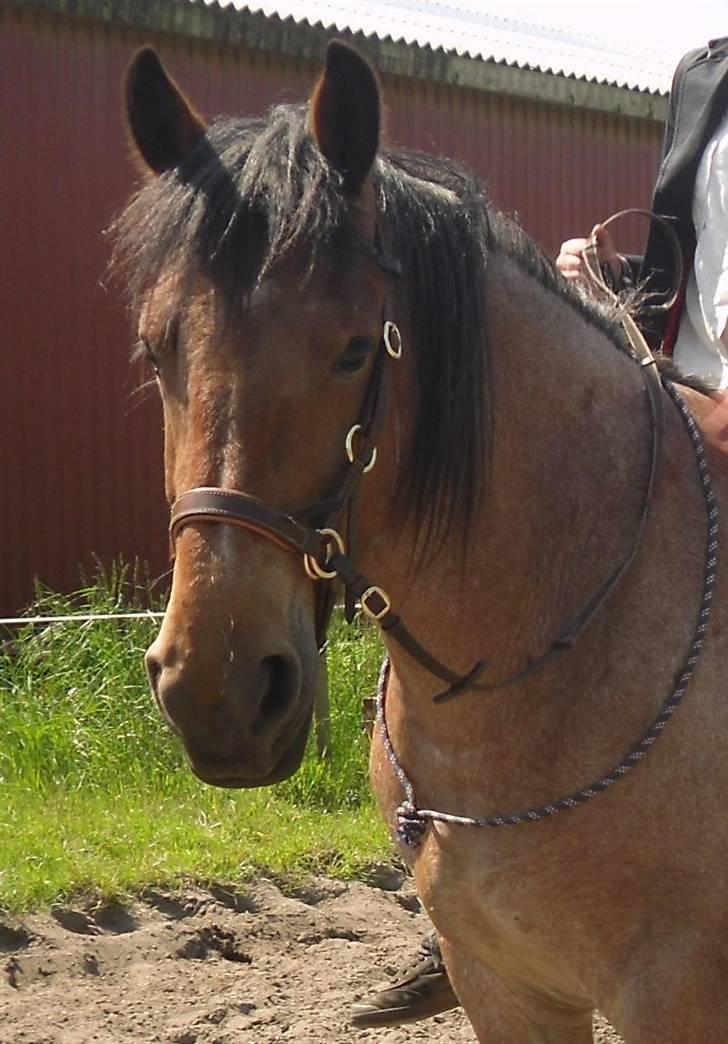 Anden særlig race Kampvogn *Har trænet* - Fede dyr :o) 5. gang med rytter billede 2