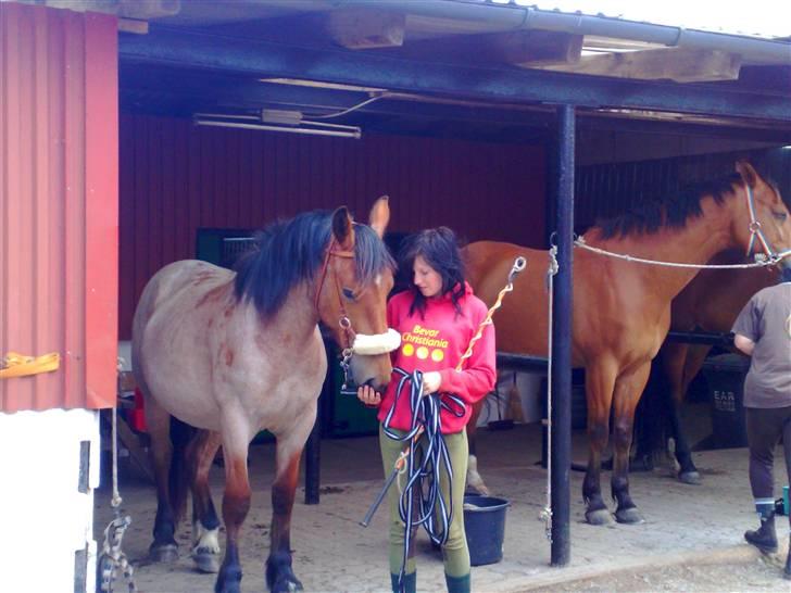 Anden særlig race Kampvogn *Har trænet* - Vi hygger før vi skal træne på volte :) 2 år -taget af Lissi billede 3