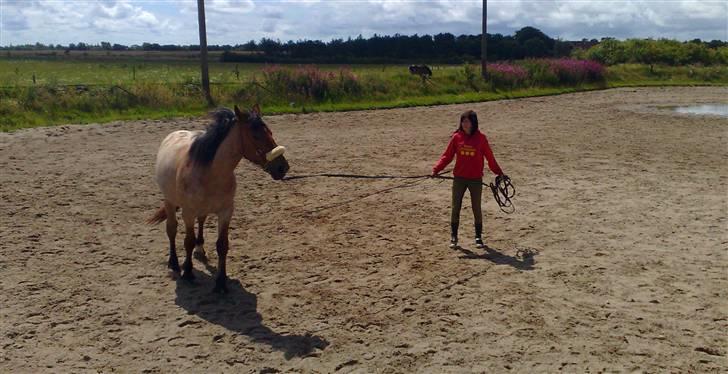 Anden særlig race Kampvogn *Har trænet* - Voltearbejde med sidepull, 2 år - taget af Lissi billede 4