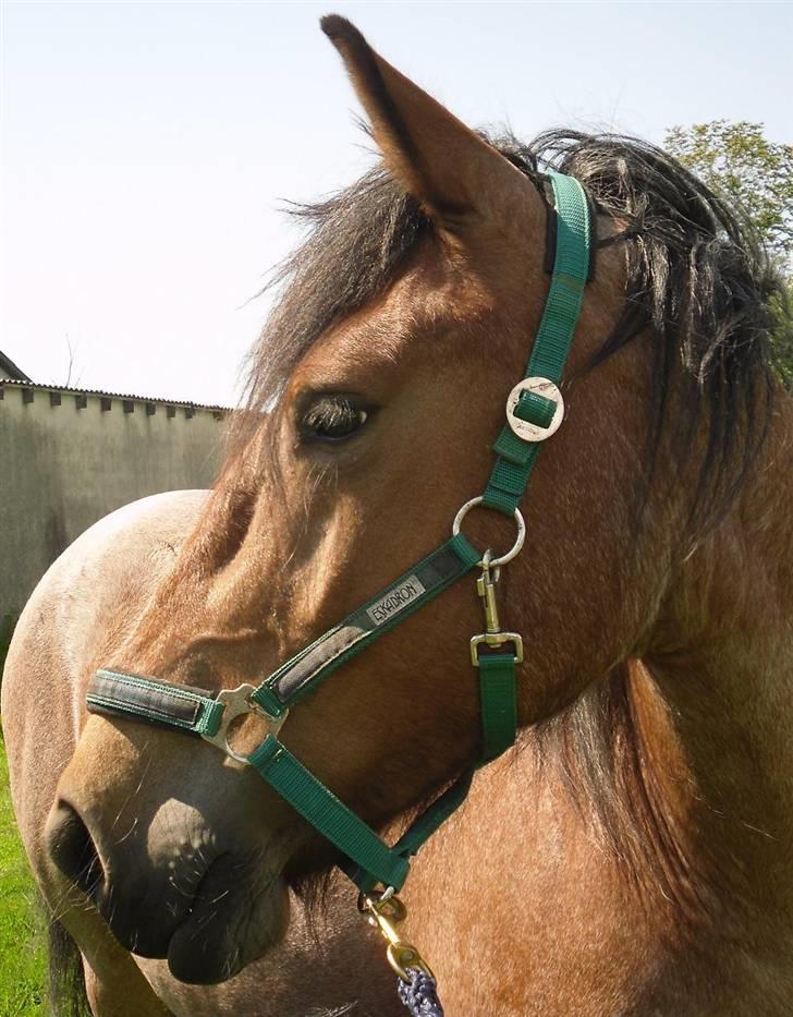 Anden særlig race Kampvogn *Har trænet* billede 5