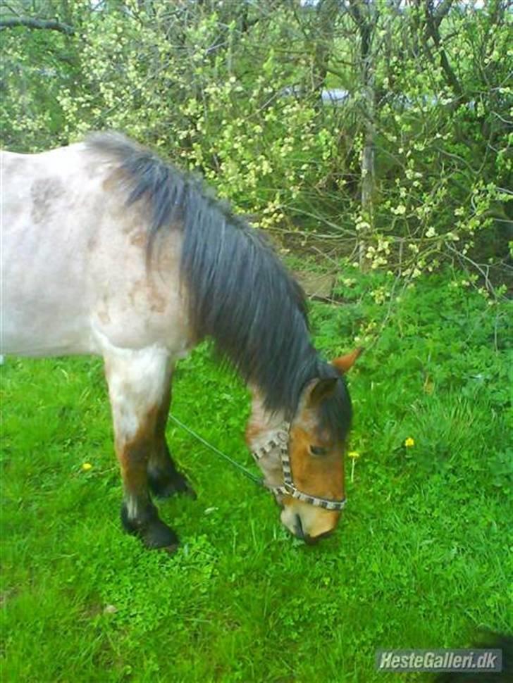 Anden særlig race Kampvogn *Har trænet* - Få dage efter hun ankom til Damgaard. 1 år - taget af Tinna billede 6