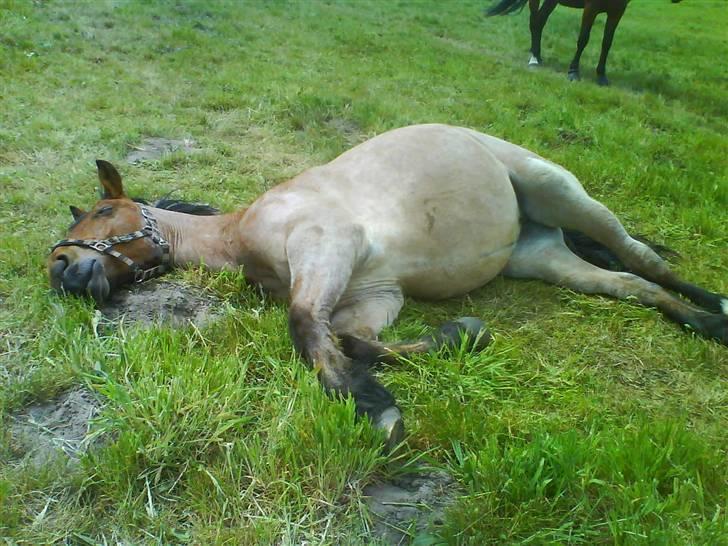 Anden særlig race Kampvogn *Har trænet* - Doven doven doven.. :) 2 år - taget af Tinna billede 7
