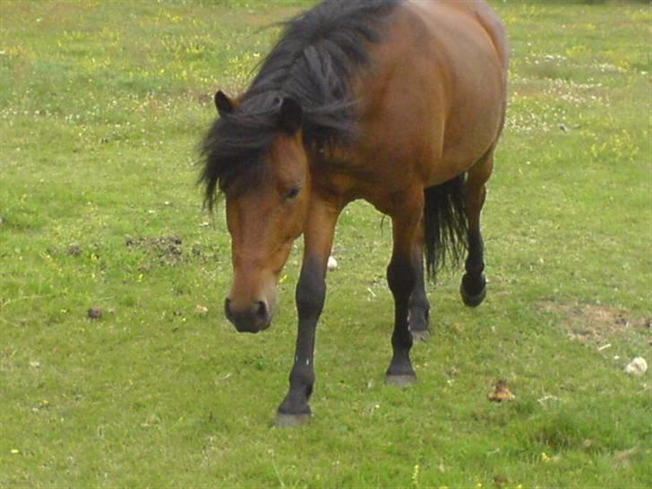 Anden særlig race Tyson<3* SOLGT <3* - nu kommer jeg:) billede 4