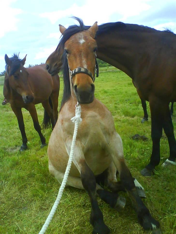 Anden særlig race Kampvogn *Har trænet* - Hvor er hun sød :) 2 år - taget af Tinna billede 9