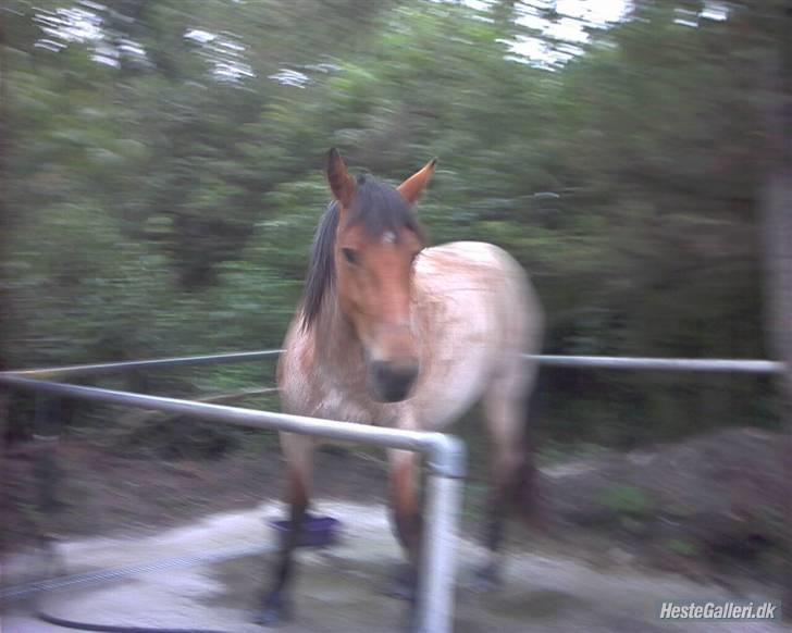 Anden særlig race Kampvogn *Har trænet* - Cairo render fri rundt på gården, en tidlig morgen :) 2 år - Taget af Linda billede 10