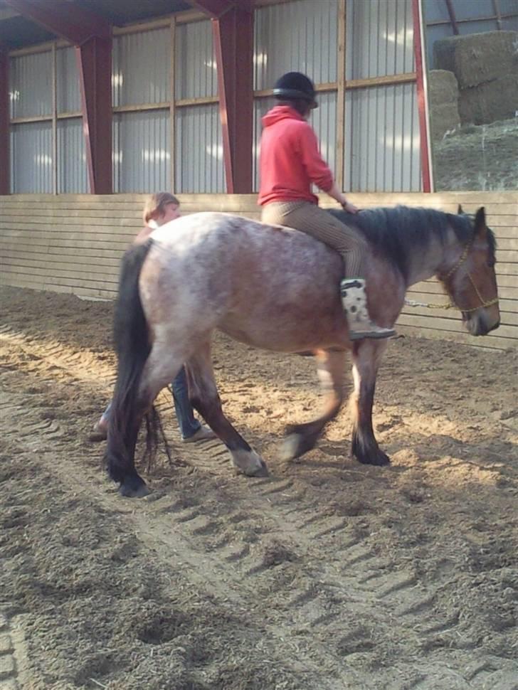Anden særlig race Kampvogn *Har trænet* - Mig og Kampvognen - Tilridning - Cairo første gang med rytter :) billede 11