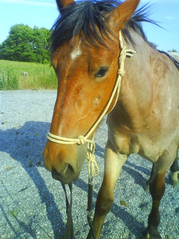 Anden særlig race Kampvogn *Har trænet* - Træning på banen - taget af Tinna billede 12