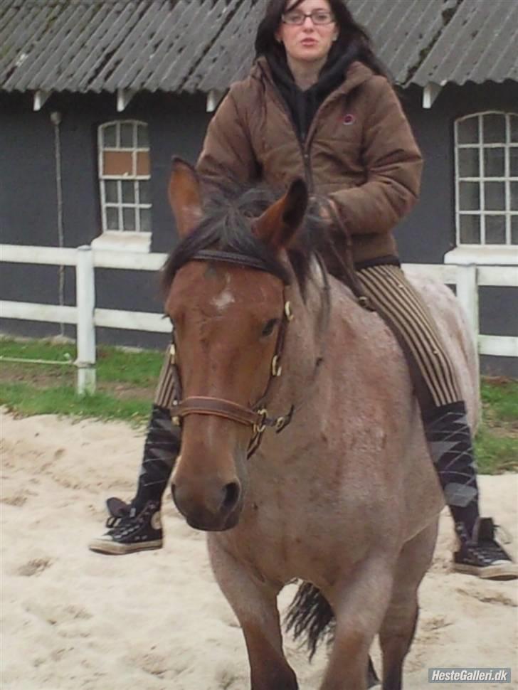 Anden særlig race Kampvogn *Har trænet* - savner hende :) billede 13