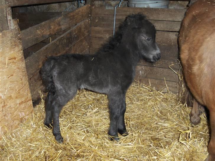 Shetlænder Tranholms Penelope*SOLGT* - Sagde du mini friser??? billede 1