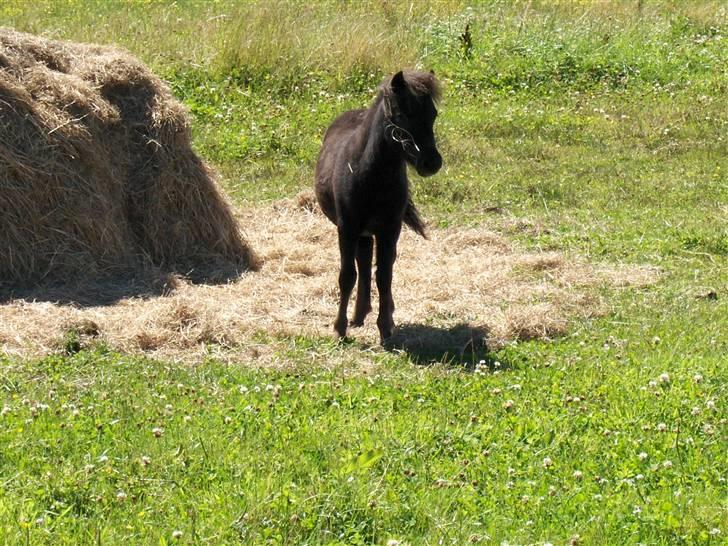 Shetlænder Tranholms Penelope*SOLGT* - Penelope netop stået op, efter en dejlig middagslur. billede 2