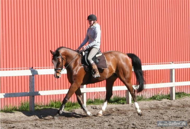 Dansk Varmblod Royal Valens R.I.P billede 8