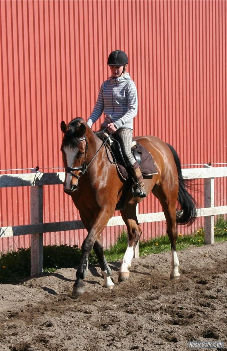 Dansk Varmblod Royal Valens R.I.P billede 10
