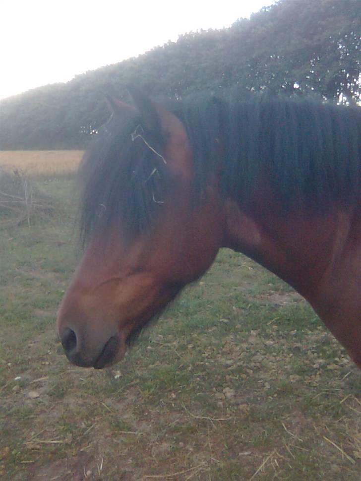 Anden særlig race Tyson<3* SOLGT <3* - du er så lækker:) billede 6