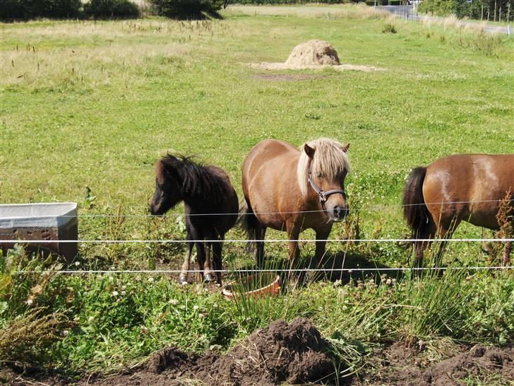 Shetlænder Tranholms Penelope*SOLGT* - Penelope sammen med sin mor Wimsy billede 4