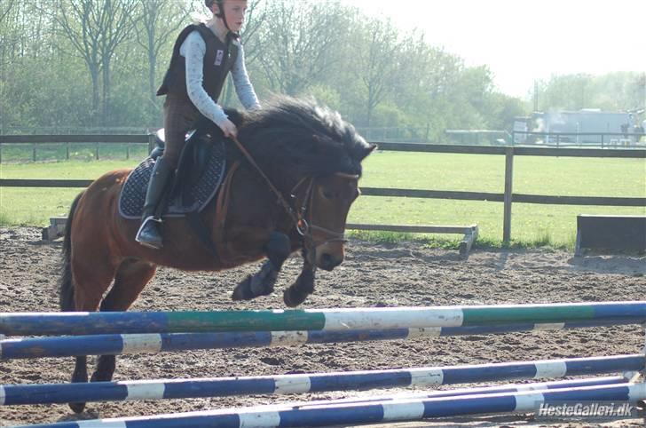 Anden særlig race Tyson<3* SOLGT <3* billede 7