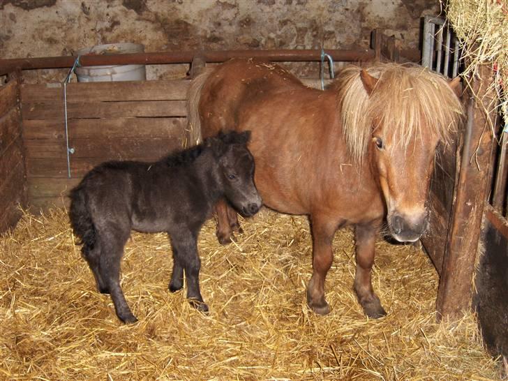 Shetlænder Tranholms Penelope*SOLGT* - Penelope og Wimsy (mor og datter) billede 6