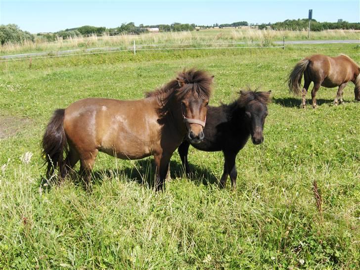 Shetlænder Tranholms Penelope*SOLGT* - Penelope sammen med sin gode ven Sif. billede 7