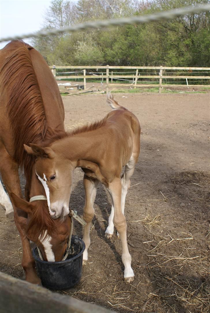 DSP ahorns dress code billede 11