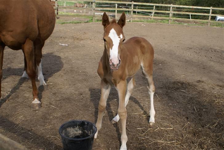 DSP ahorns dress code billede 12