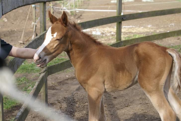 DSP ahorns dress code billede 13