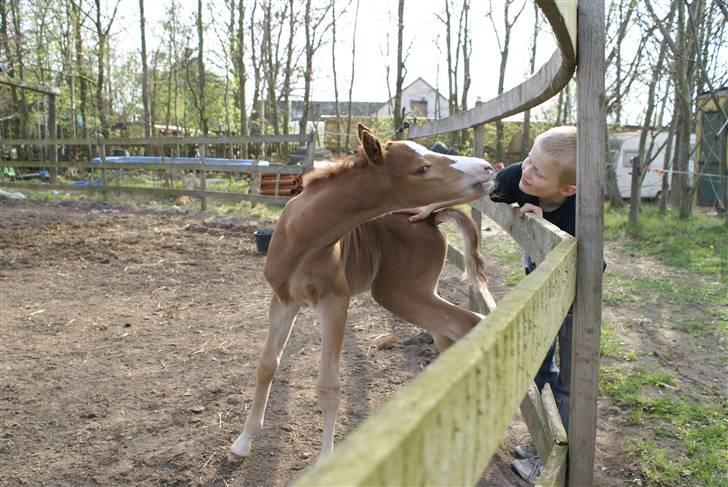 DSP ahorns dress code billede 14