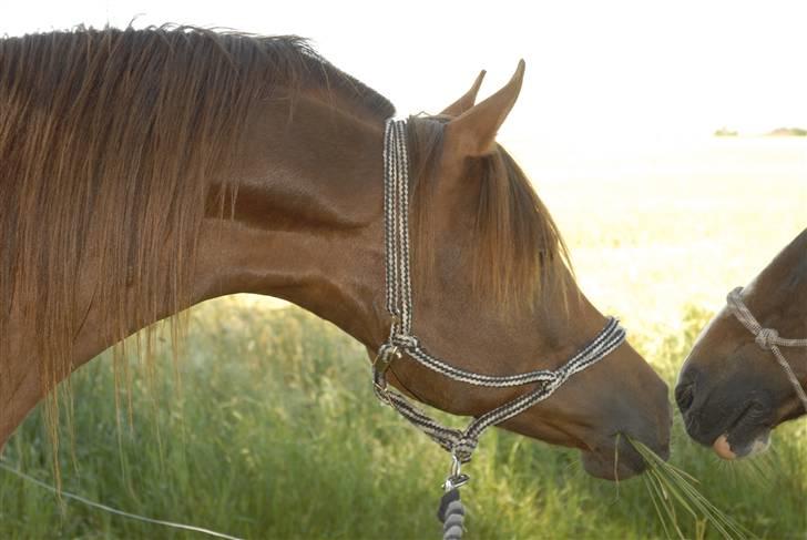 Arabisk fuldblod (OX) Ca Bonito billede 3