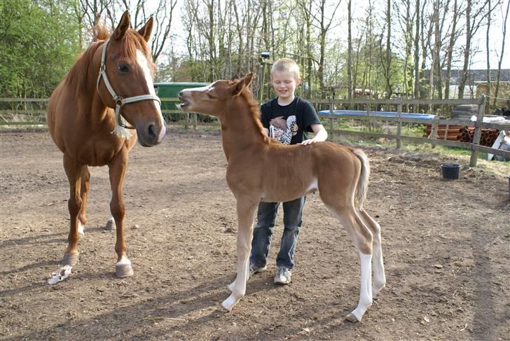 DSP ahorns dress code billede 15