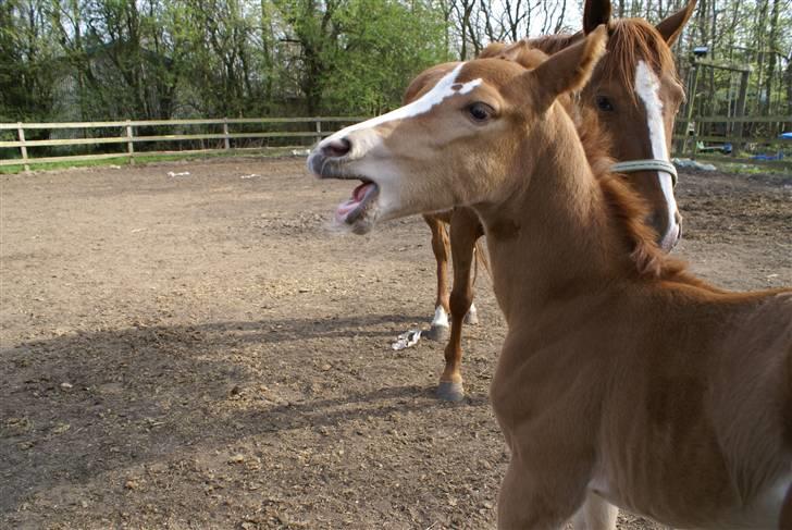 DSP ahorns dress code billede 16