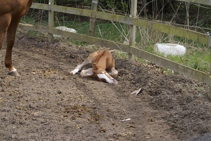 DSP ahorns dress code billede 17