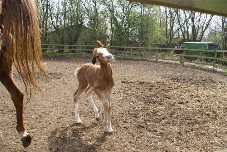 DSP ahorns dress code billede 18